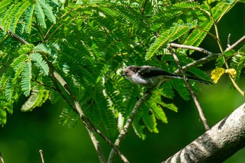 Long-tailed Tit Maioka Park Sun, 6/4/2023