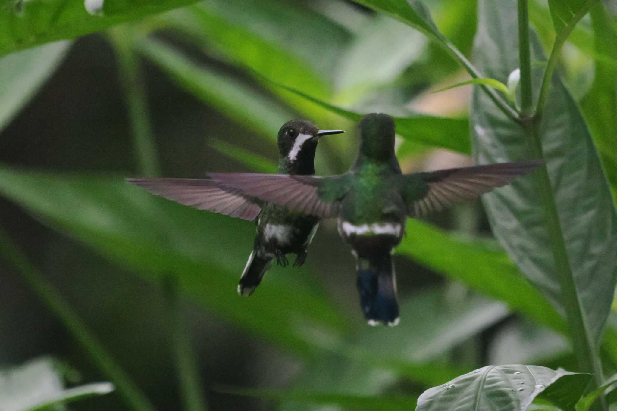 Mindo(Ecuador) ミドリトゲオハチドリの写真 by 藤原奏冥