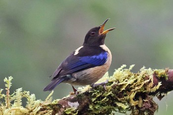 Golden-collared Honeycreeper Mindo(Ecuador) Unknown Date