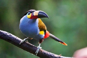 Plate-billed Mountain Toucan Mindo(Ecuador) Unknown Date