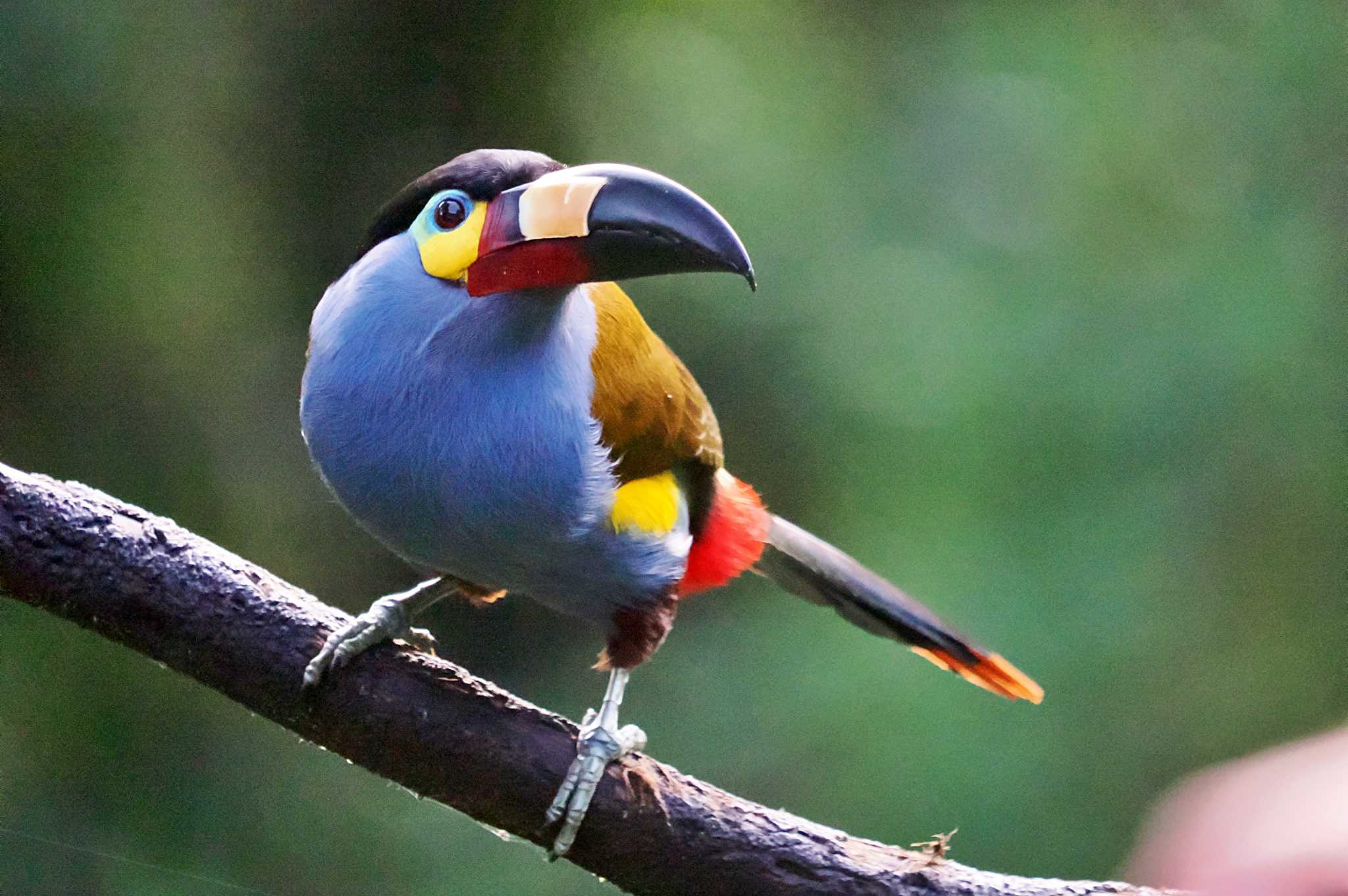 Photo of Plate-billed Mountain Toucan at Mindo(Ecuador) by 藤原奏冥