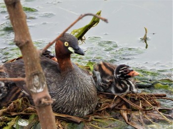 Little Grebe 天理市 Sun, 6/4/2023