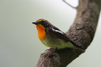 キビタキ 北海道 函館市 見晴公園 2018年7月15日(日)