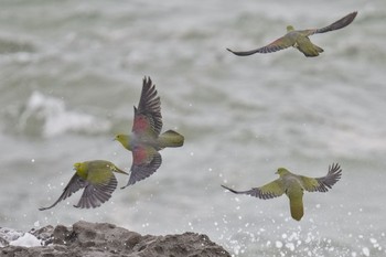 White-bellied Green Pigeon Terugasaki Beach Sun, 6/4/2023