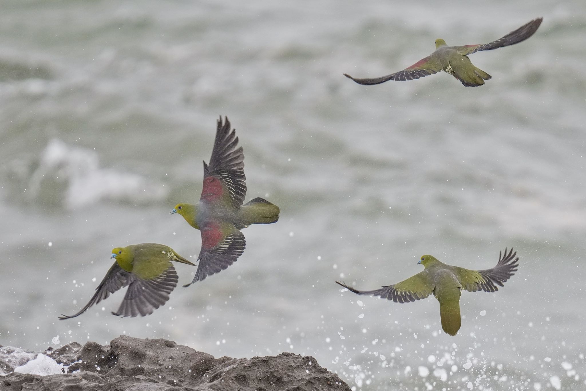 Photo of White-bellied Green Pigeon at Terugasaki Beach by アポちん