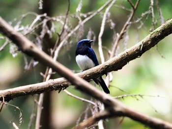 オオルリ ささやまの森公園(篠山の森公園) 2023年6月4日(日)