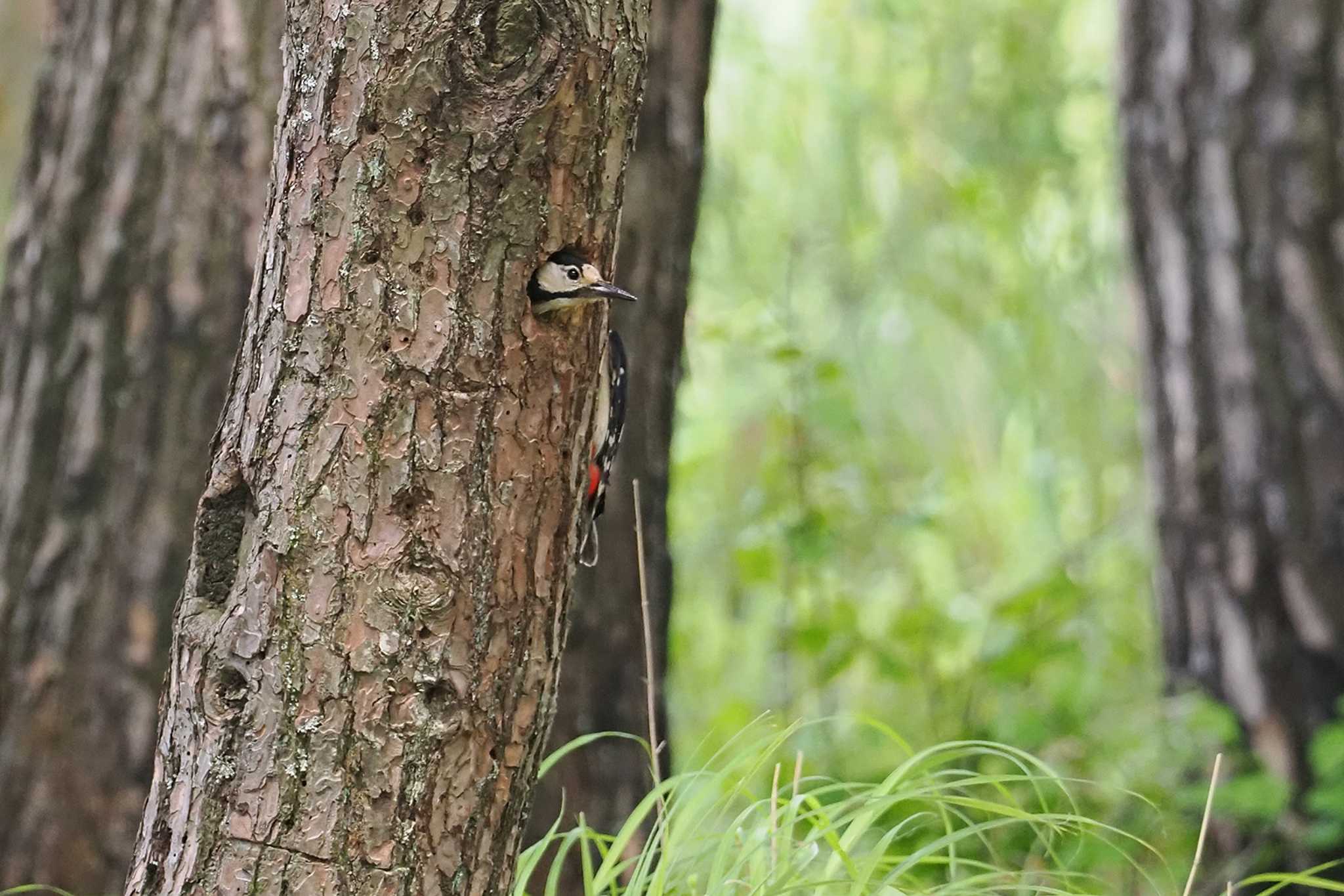 Great Spotted Woodpecker