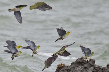 White-bellied Green Pigeon Terugasaki Beach Sun, 6/4/2023