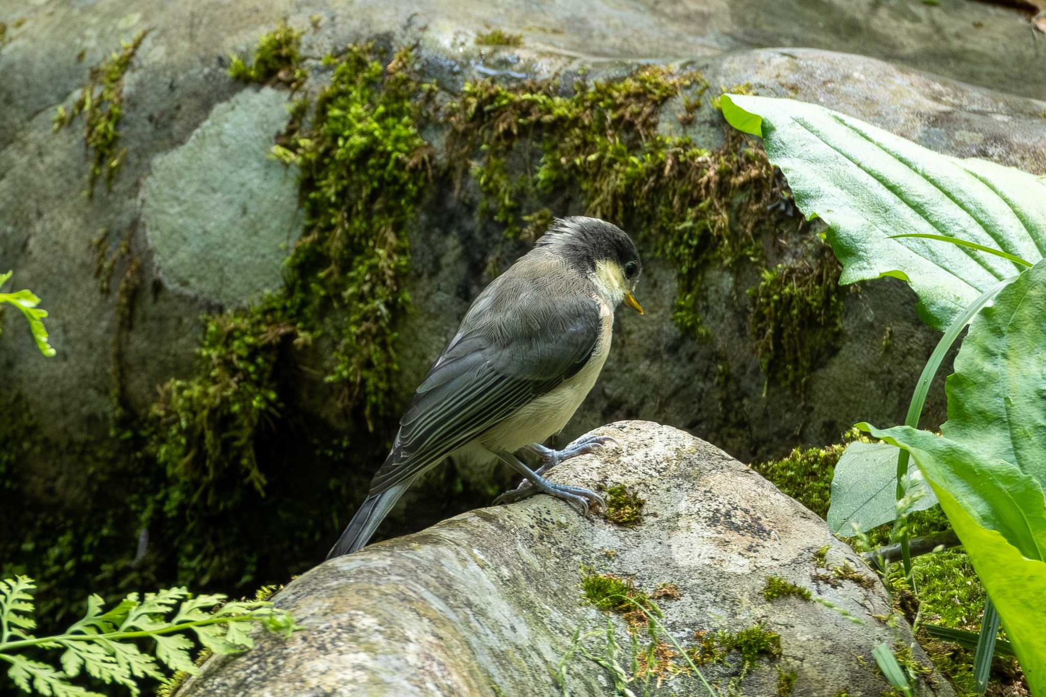 Varied Tit