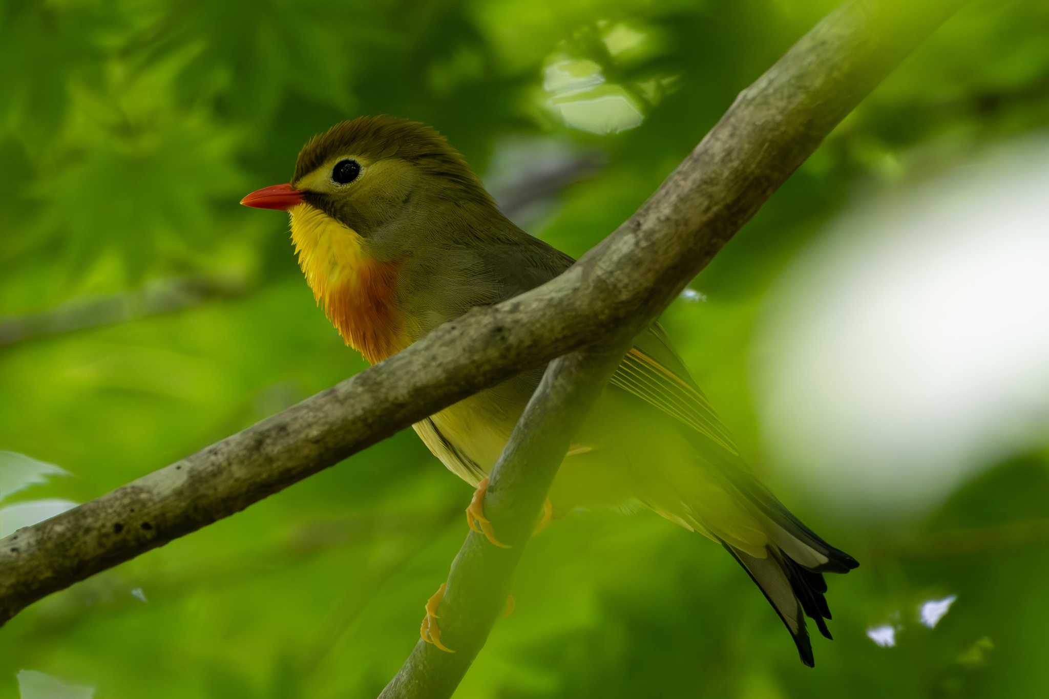 八溝山 ソウシチョウの写真 by MNB EBSW