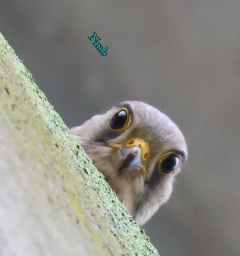 Common Kestrel Unknown Spots Unknown Date