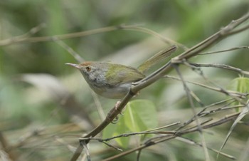 Common Tailorbird Vietnam. Thu, 5/4/2023