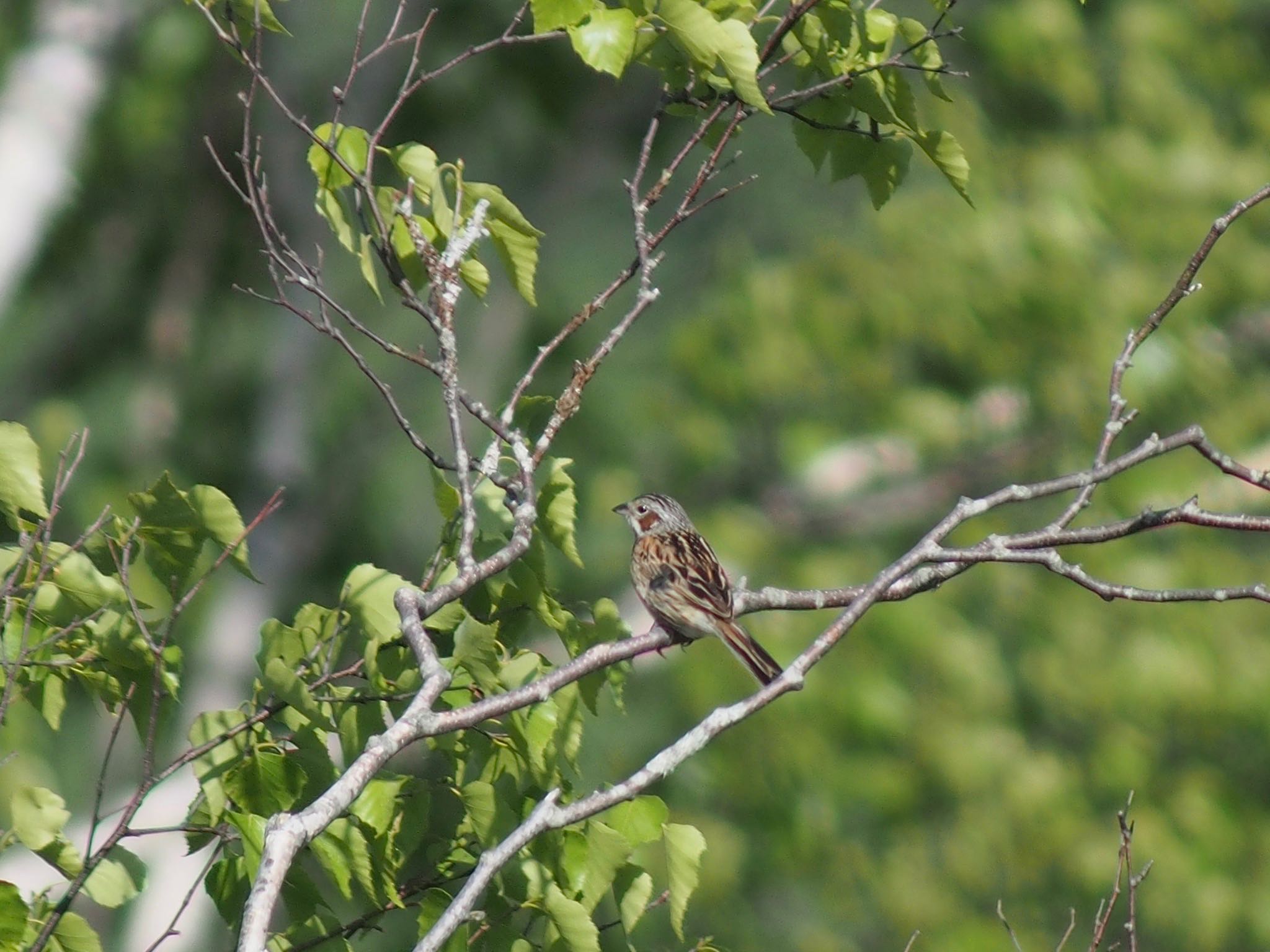 Chestnut-eared Bunting