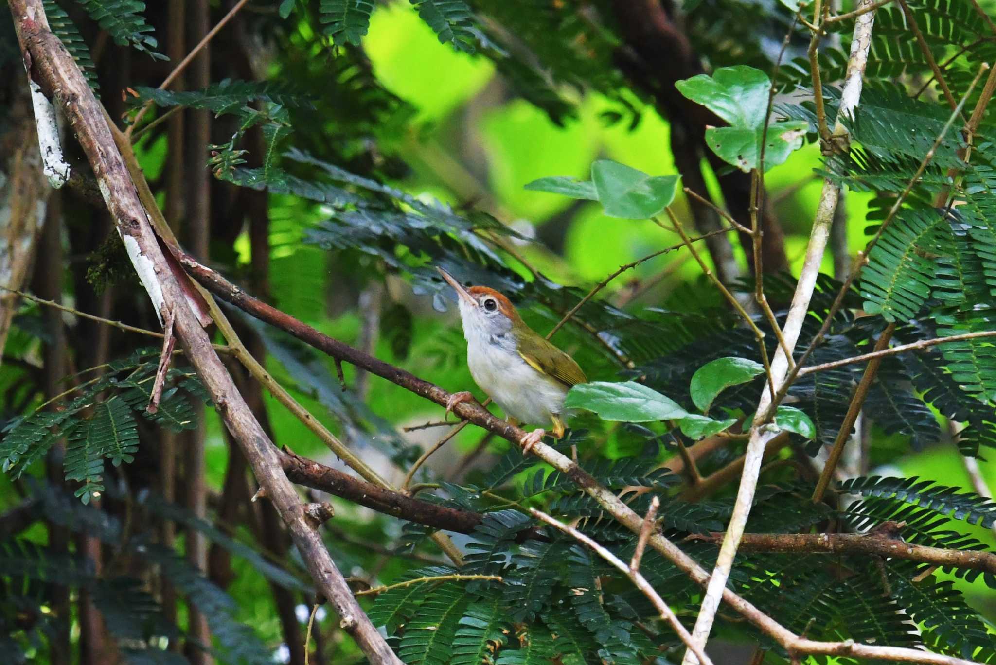 Dark-necked Tailorbird