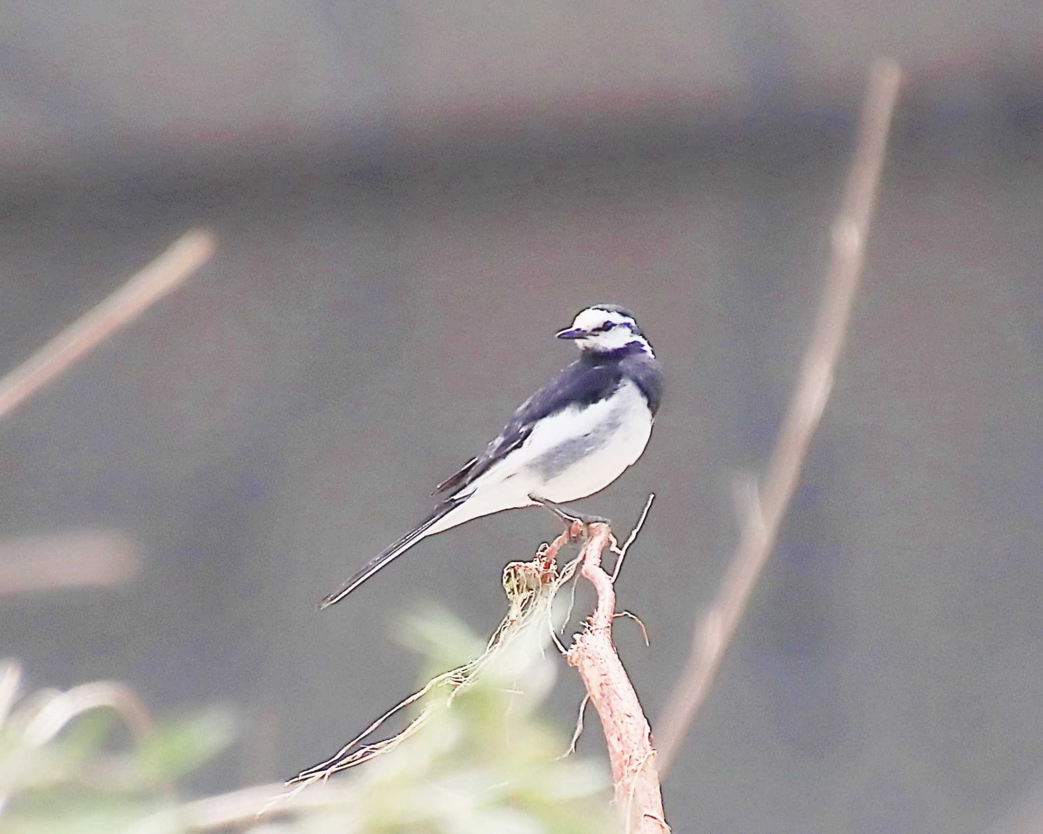 White Wagtail