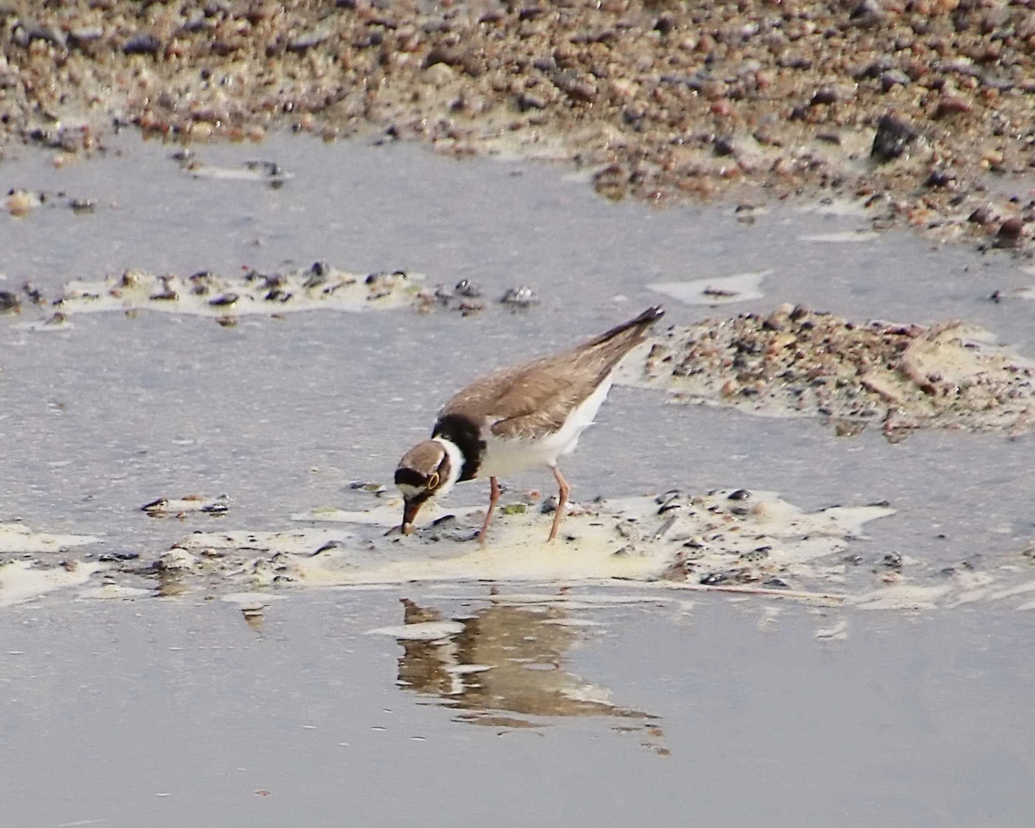 Photo of Little Ringed Plover at 大和川下流 by Ken Mimura