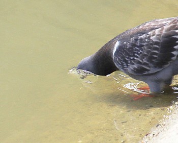 Mon, 6/5/2023 Birding report at 大和川下流