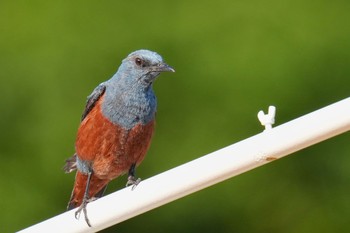 Blue Rock Thrush Moritogawa Sun, 6/4/2023