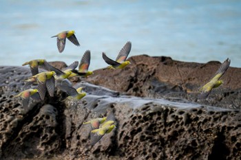 White-bellied Green Pigeon Terugasaki Beach Mon, 6/5/2023