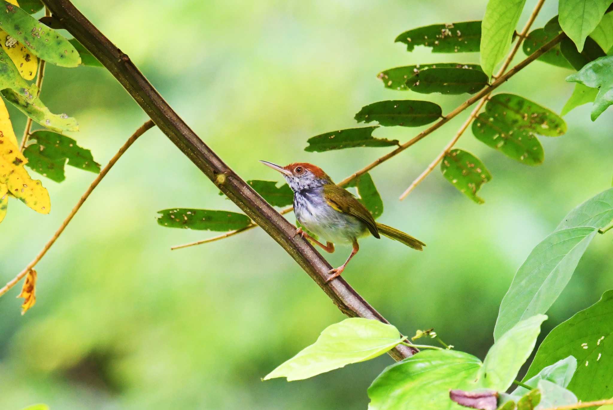 Dark-necked Tailorbird