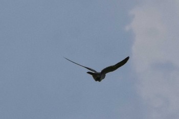 Common Cuckoo Watarase Yusuichi (Wetland) Sun, 6/4/2023