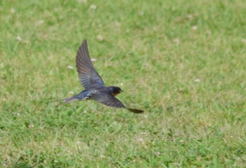 Barn Swallow Watarase Yusuichi (Wetland) Sun, 6/4/2023