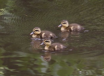 Eastern Spot-billed Duck 横浜市 Tue, 6/6/2023