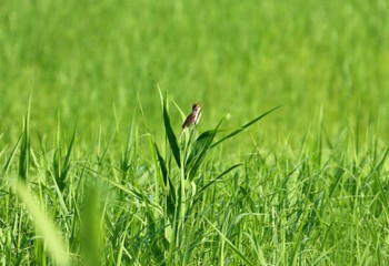 Oriental Reed Warbler Watarase Yusuichi (Wetland) Sun, 6/4/2023