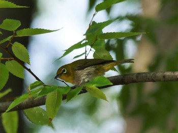 Warbling White-eye 東京都 Mon, 6/5/2023