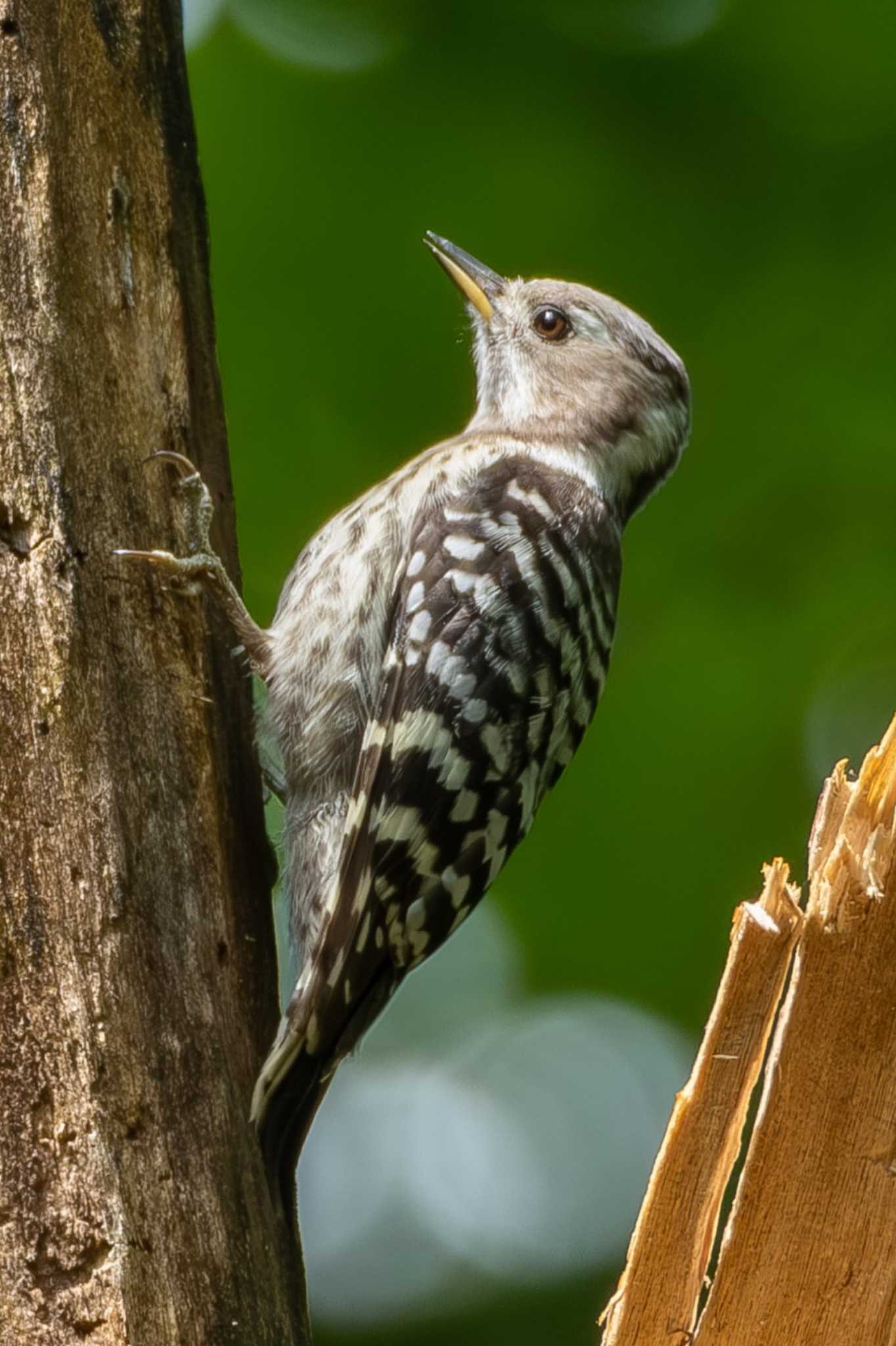 Japanese Pygmy Woodpecker