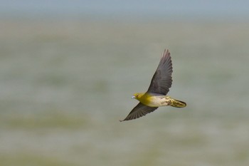 White-bellied Green Pigeon Terugasaki Beach Sun, 6/4/2023