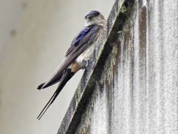 Red-rumped Swallow 各務原市内 Tue, 6/6/2023