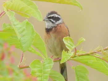 2023年6月6日(火) 滋賀県米原市の野鳥観察記録