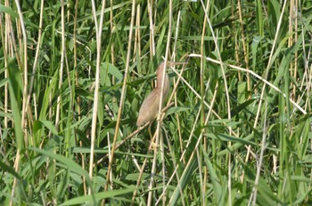 Yellow Bittern North Inba Swamp Sun, 6/4/2023