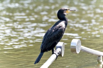 カワウ 滋賀県希望が丘文化公園 2018年7月15日(日)