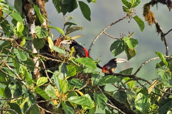 ハシジロジアリドリ Mindo(Ecuador) 撮影日未設定