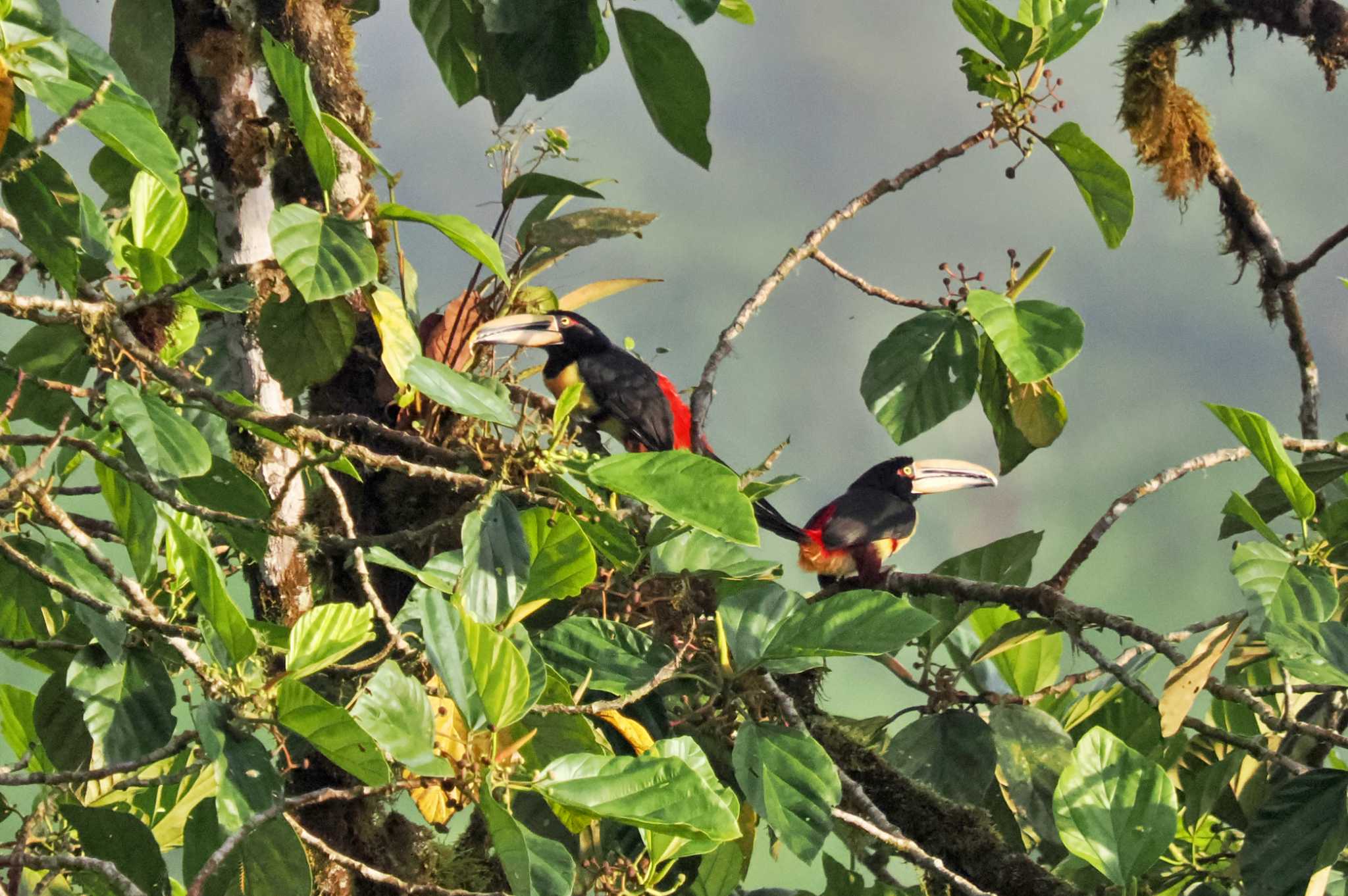 Mindo(Ecuador) ハシジロジアリドリの写真 by 藤原奏冥