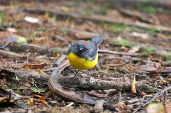 キゴシハナドリモドキ Mindo(Ecuador) 撮影日未設定