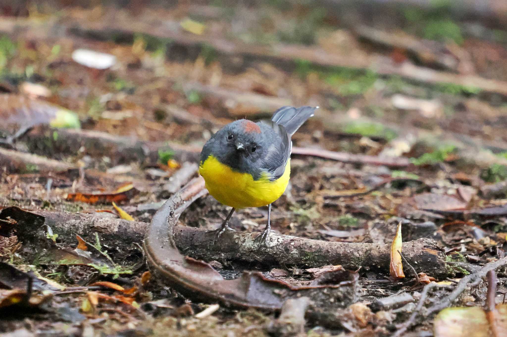 Photo of Yellow-rumped Flowerpecker at Mindo(Ecuador) by 藤原奏冥