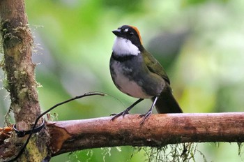 クリボウシヤブシトド Mindo(Ecuador) 撮影日未設定