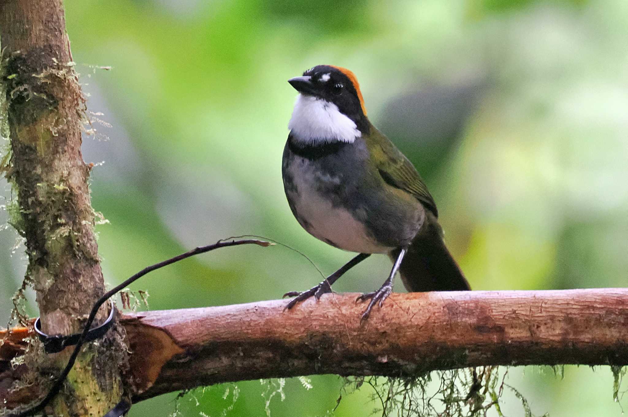 Photo of Chestnut-capped Brushfinch at Mindo(Ecuador) by 藤原奏冥