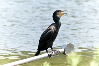 カワウ 滋賀県希望が丘文化公園 2018年7月15日(日)