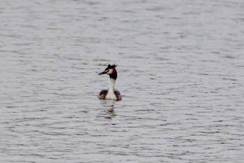 Great Crested Grebe 彩湖 Tue, 6/6/2023