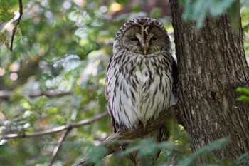 Ural Owl 東京都 Thu, 5/11/2023