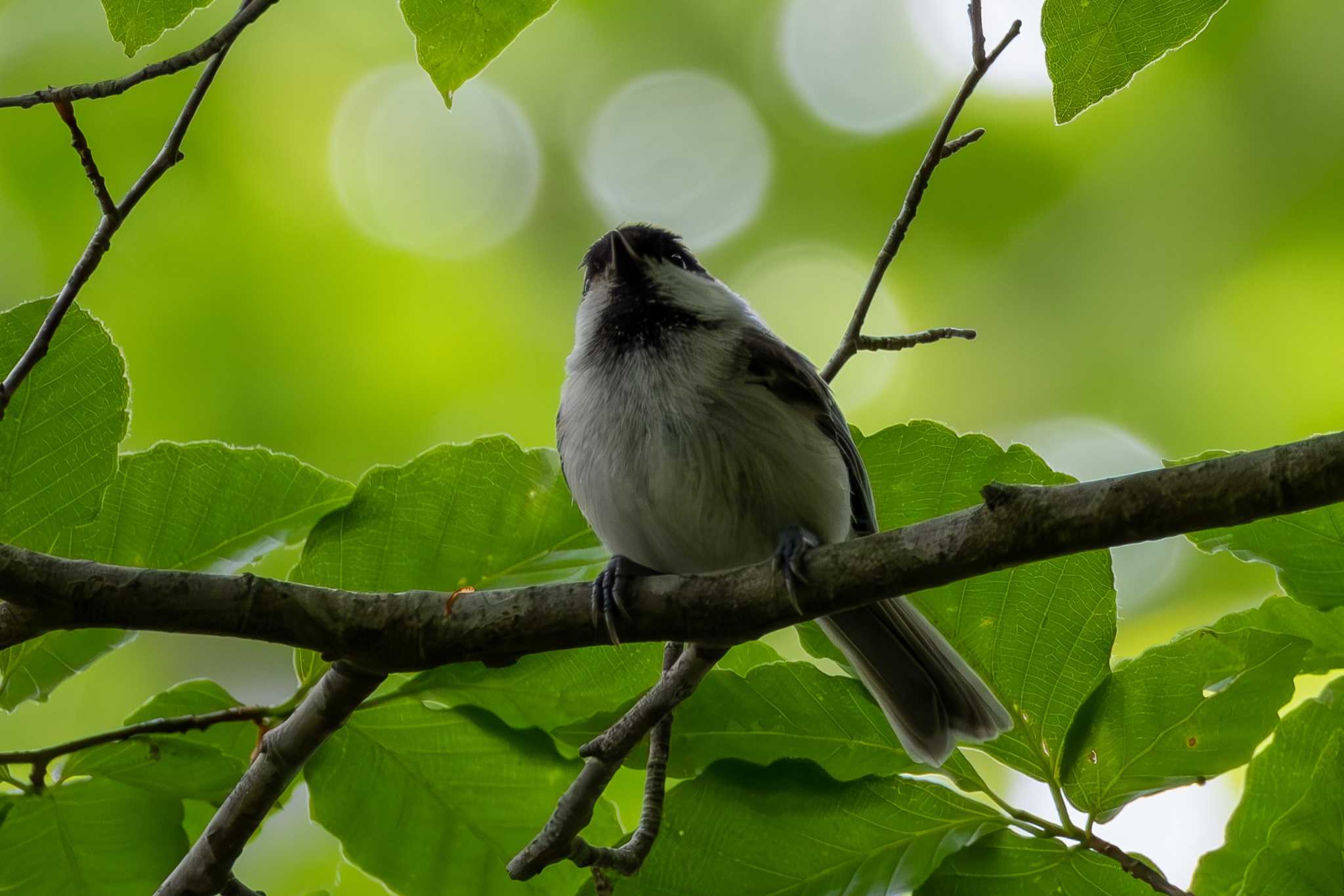 八溝山 コガラの写真 by MNB EBSW