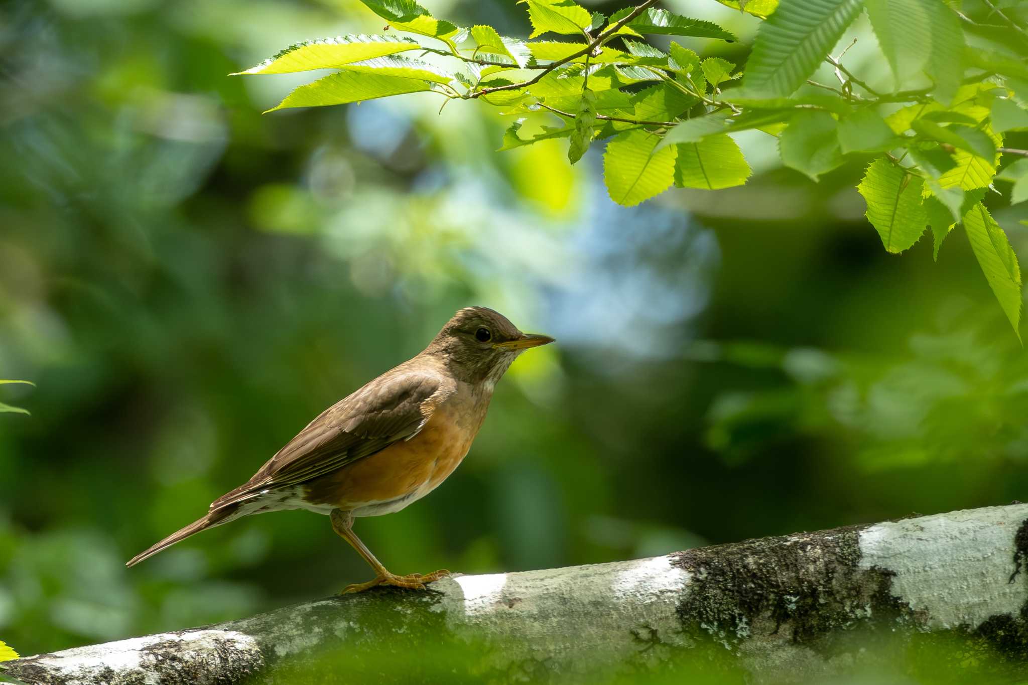 Brown-headed Thrush