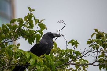 Large-billed Crow 檜町公園(東京ミッドタウン) Tue, 6/6/2023