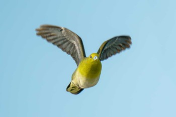 White-bellied Green Pigeon Terugasaki Beach Mon, 6/5/2023