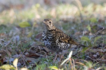 White's Thrush 伊勢市近郊 Thu, 3/16/2023