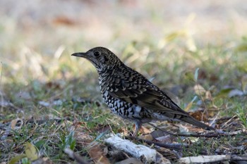 White's Thrush 伊勢市近郊 Thu, 3/16/2023